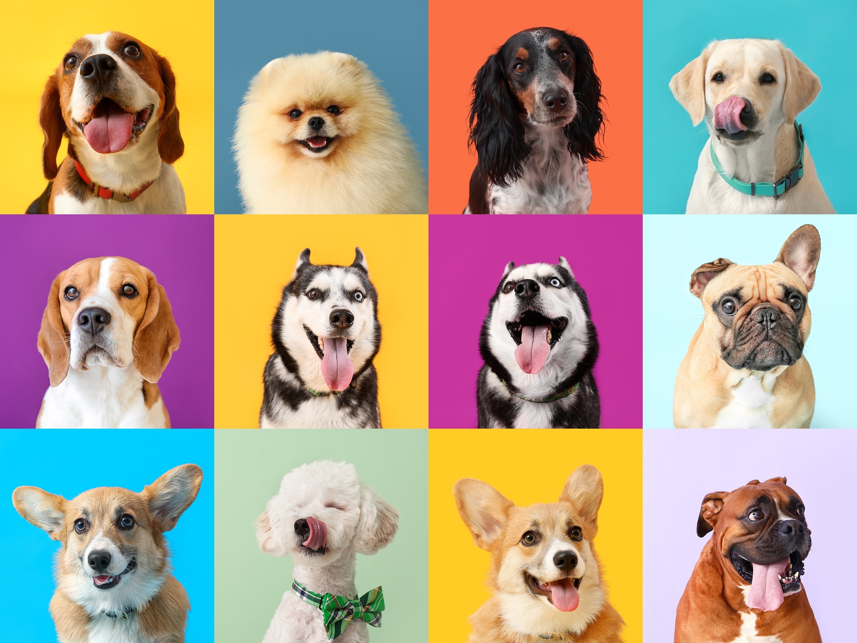 Grid of dogs on colorful backgrounds